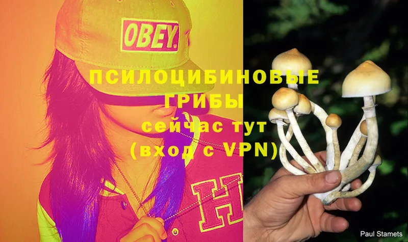 Галлюциногенные грибы Psilocybe  где продают   Лебедянь 